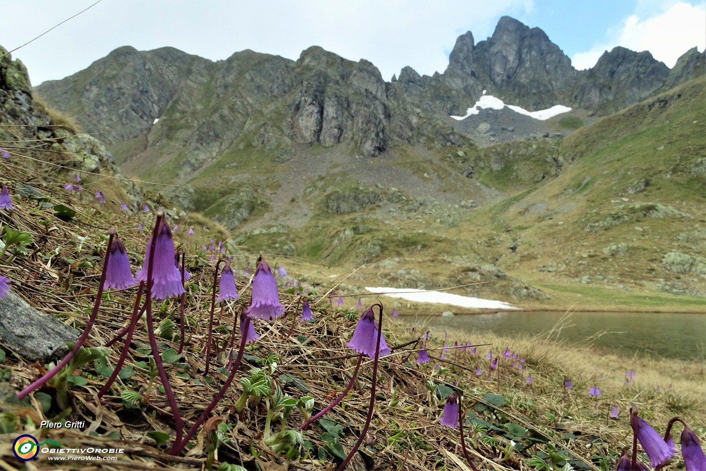 27 Soldanella della silice (Soldanella pusilla) al Laghetto di Ponteranica superiore.JPG